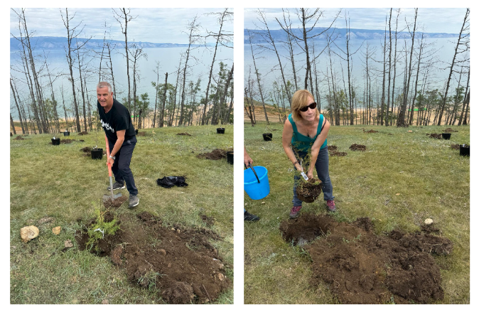 baikal tree planting