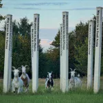 RAGFP Peace Poles - Screenshot 1